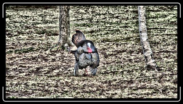 turkey1.jpg - This turkey decided to model for me.
