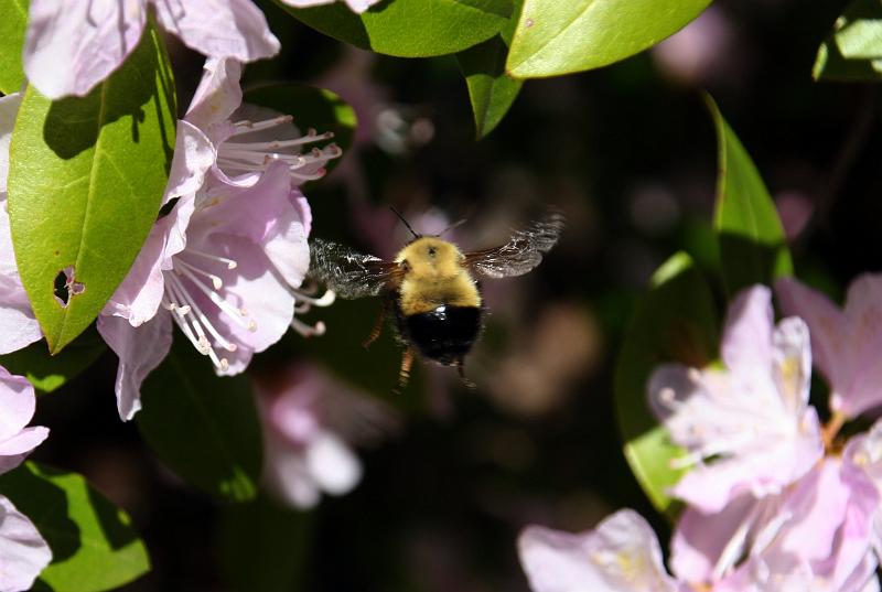 bumblebee2.jpg - Caught midflight!  How cool is that!