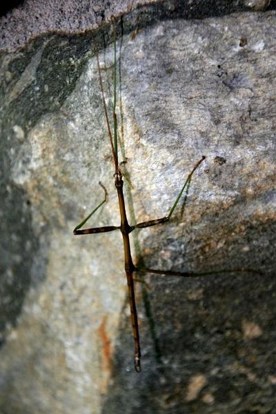 walkingstick.jpg - I found this guy outside my door one day.
