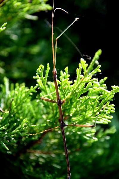 walkingstick3.jpg - I liked him a lot so I moved him away from the spider webs and took his picture.