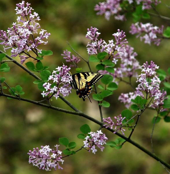 yellowswallowtail1.jpg - Mmmmmmm.... honeyyyyyyyy.....