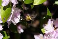 bumblebee2