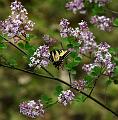 yellowswallowtail1