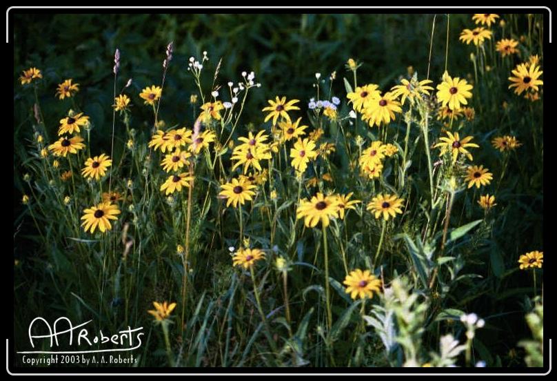 Daisies.jpg - Daisy... daisy... give me your answer true...  alright so they're black eyed Susans, but black eyed susans don't have a song.