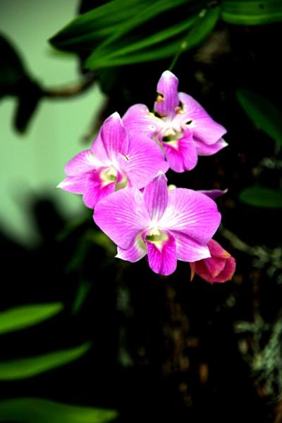 IMG_1572.jpg - My mother loves orchids... so do I.  This one lived in a tree outside the dining room in Sosua by the Sea in the DR.
