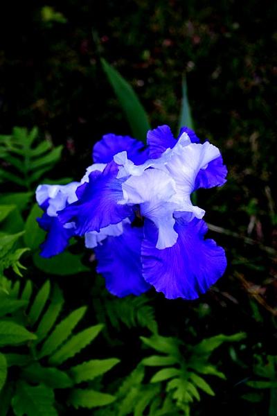 IMG_1791.jpg - Yes I really did push the color/contrast/intensity on this Iris.