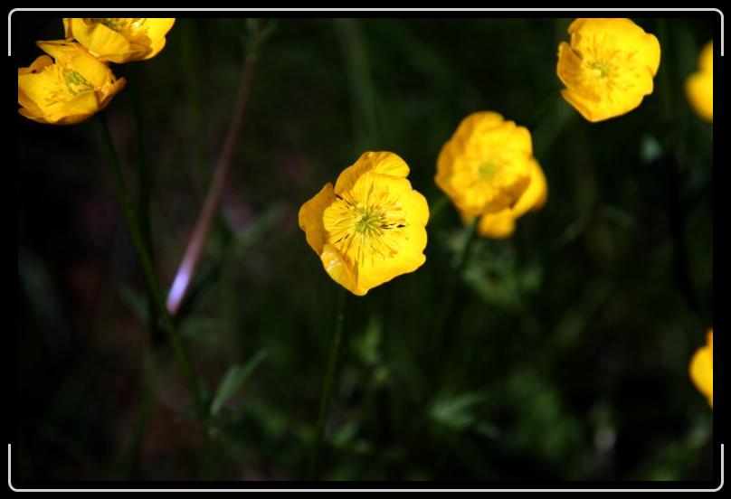 buttercup2.jpg - There's a lot more to a buttercup than meets the eye.