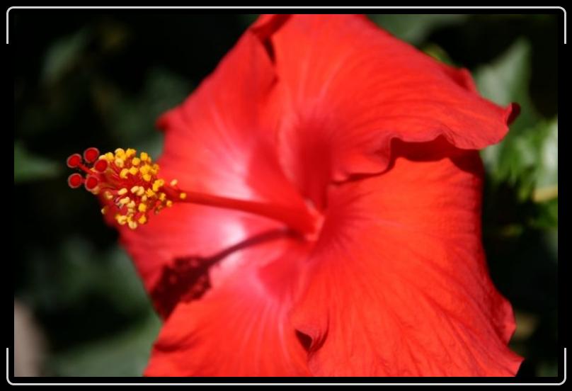 hibiscus1.jpg - A very red hibiscus.