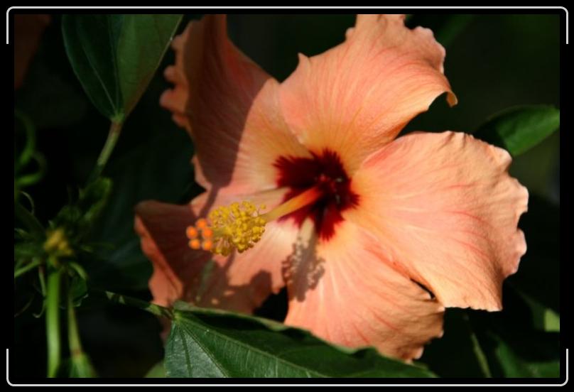 hibiscus2.jpg - A peachy hibiscus.
