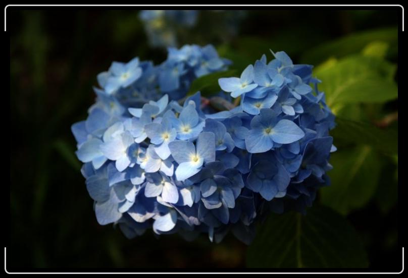 hydranga1.jpg - Our hydrangeas came in nice and full this year.