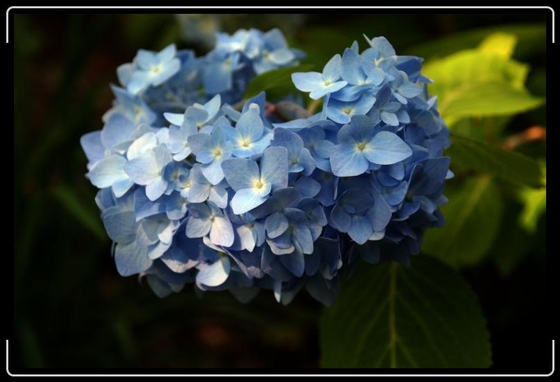 hydrangea.jpg - A little different angle. The flower is bigger than my fist.