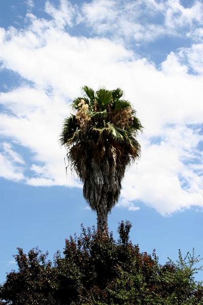 palm1.jpg - Majestic palm in Concord, CA.