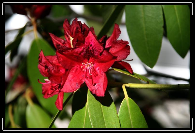 rhododendron1.jpg - Yes it's rhododendron time.