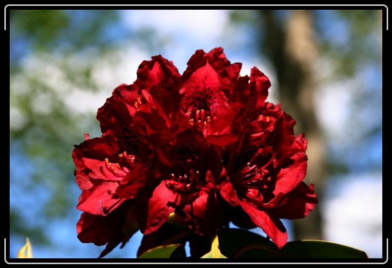 rhododendron2.jpg - Majestic rhododendron.