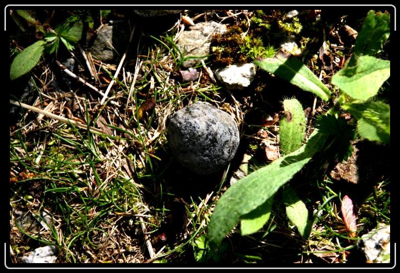 rock1.jpg - I love this picture of a rock and I don't even know why!
