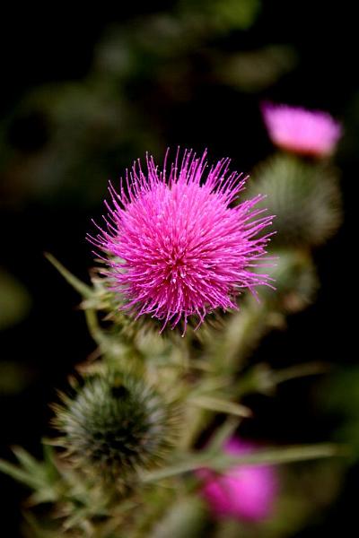 sf-thistle.jpg - I couldn't pass up this beautiful but thorny thistle.