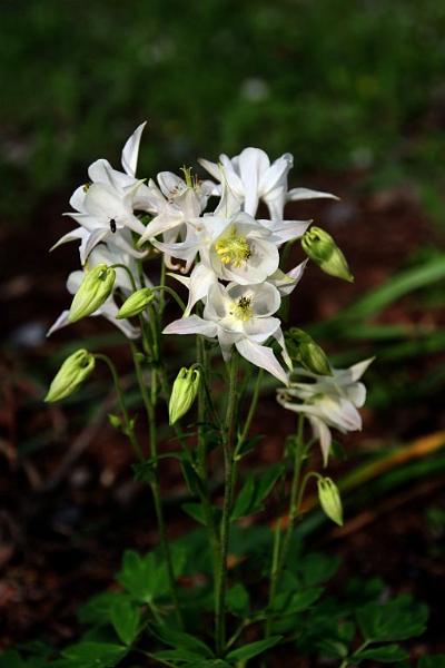 whiteflowerswithbug.jpg - Columbine is really a flower.