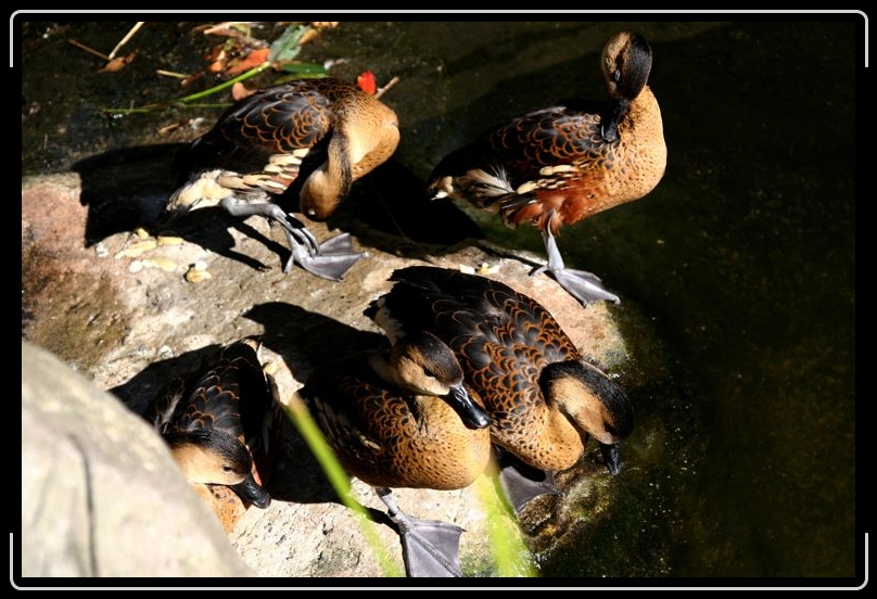 IMG_2115.jpg - Ducks on the pond.