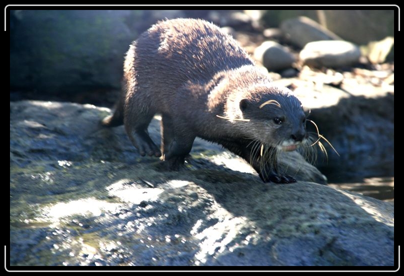 IMG_2197.jpg - An otter that actually stood still enough from me to get a shot!