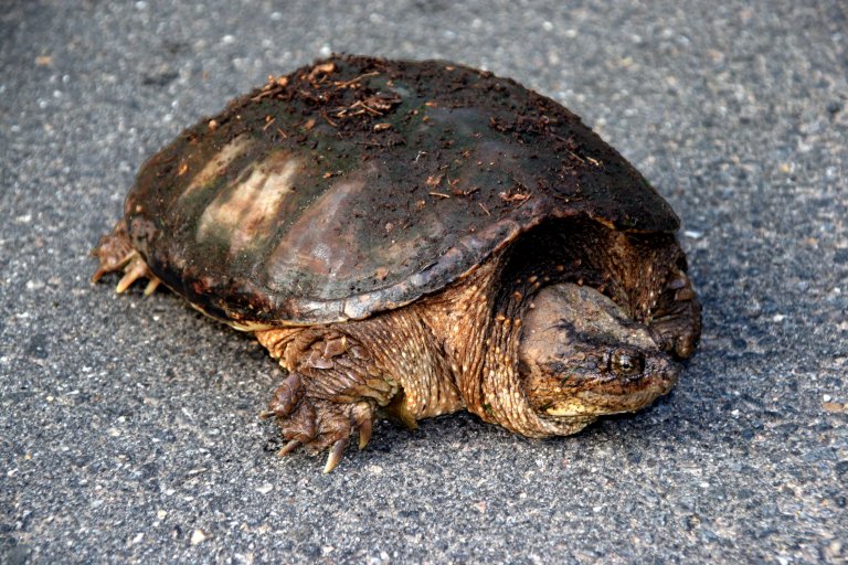 snapper3.jpg - Snapping turtles are the definition of prehistoric.