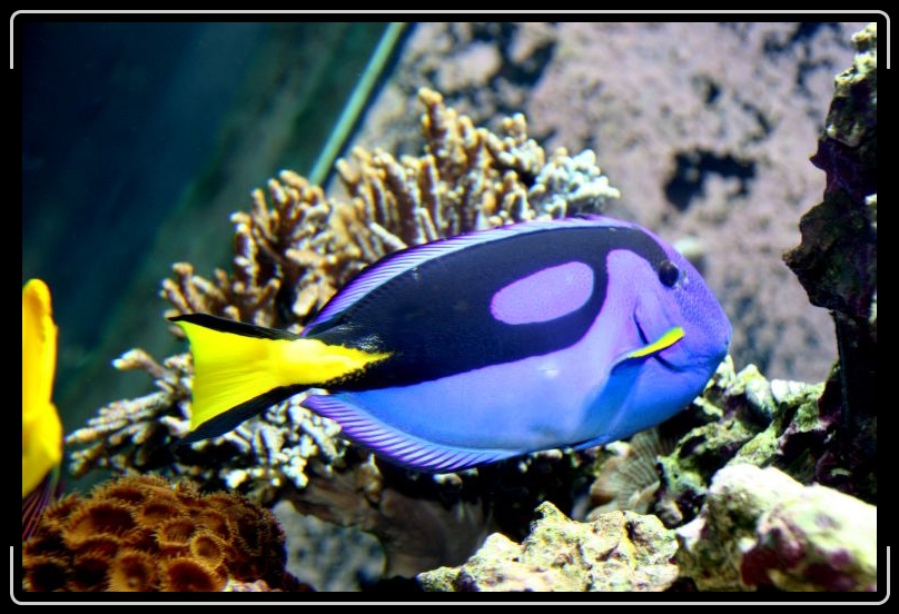 blueparrotfish.jpg - Brillant boy...