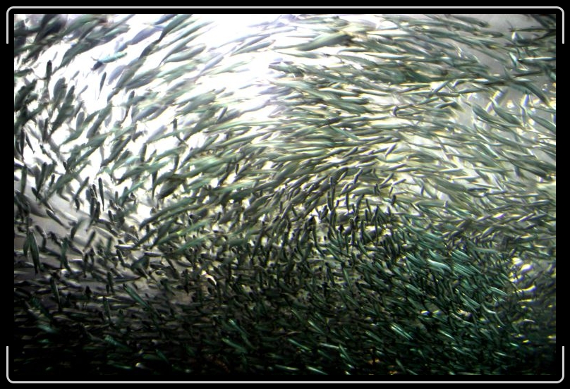 fishstorm3.jpg - Fish whirlpool.