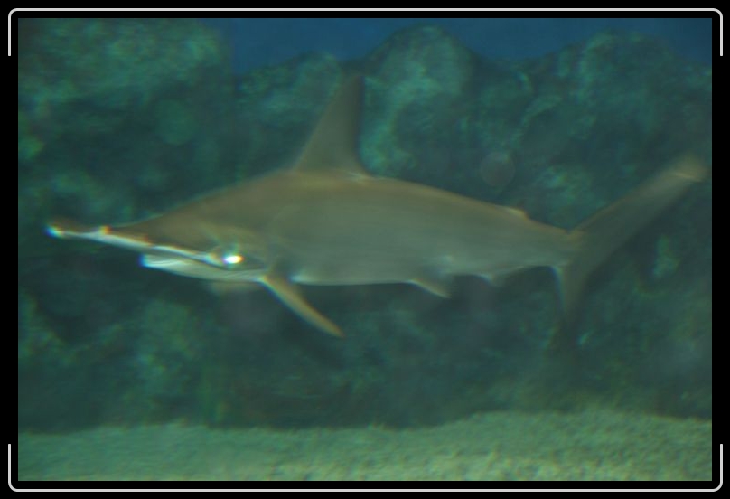 hammerhead1.jpg - There was no retouching done on this guy's eye.