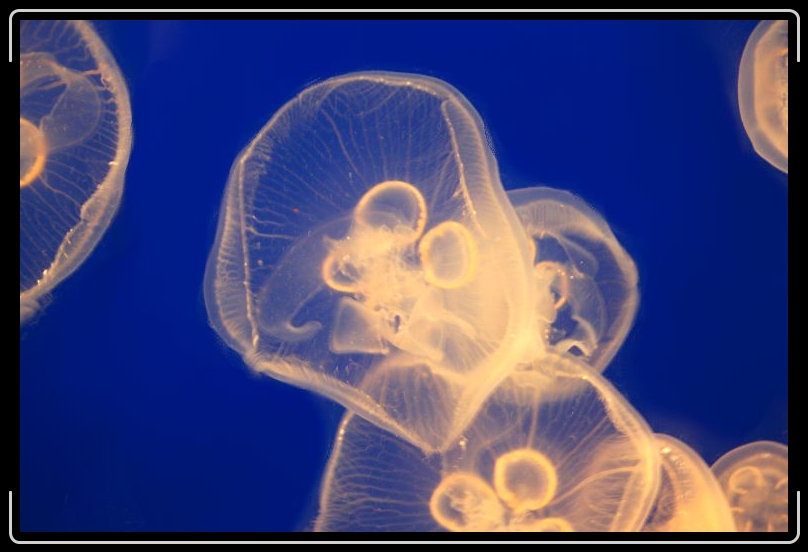 jellyfish1.jpg - There's are actually very large jellyfish.