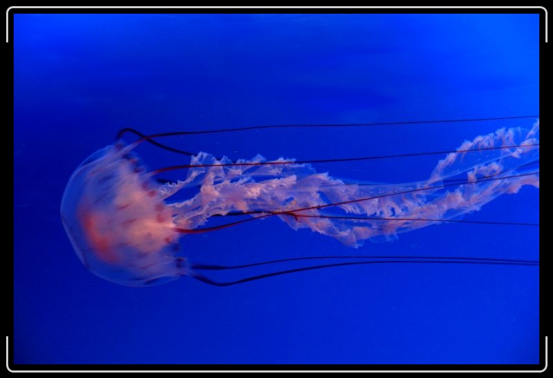jellyfish4.jpg - Beautiful but deadly.