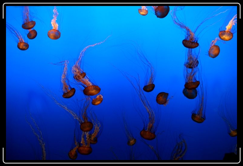 jellyfish5.jpg - The Monteray Aquarium has an awesome jellyfish section.