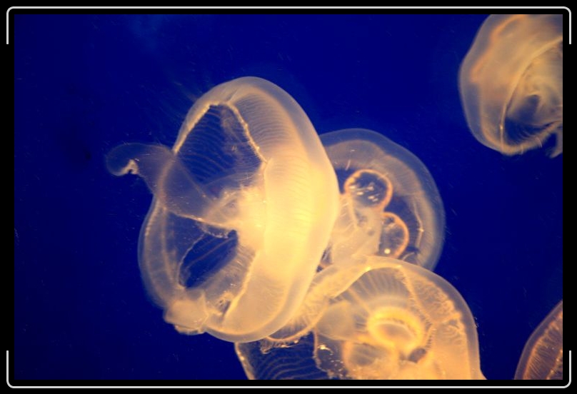 jellyfish6.jpg - Space aliens.