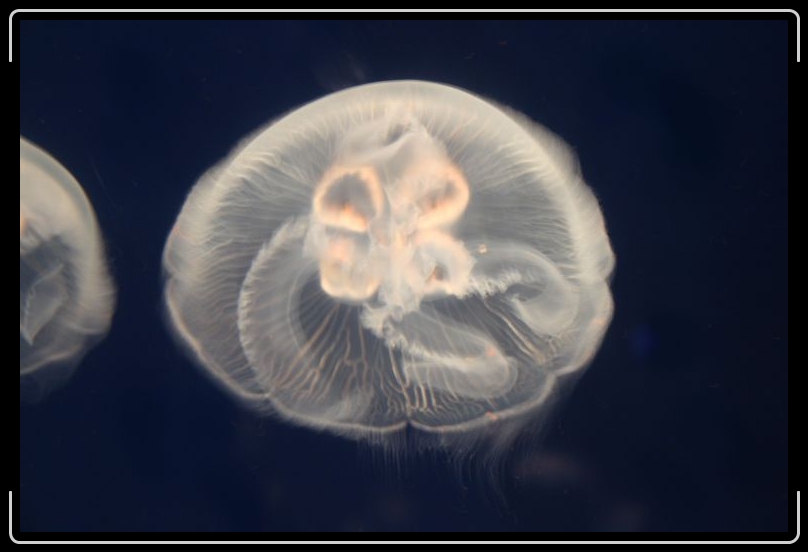 jellyfish7.jpg - More Space Aliens.