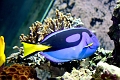 blueparrotfish