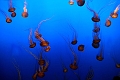 jellyfish5