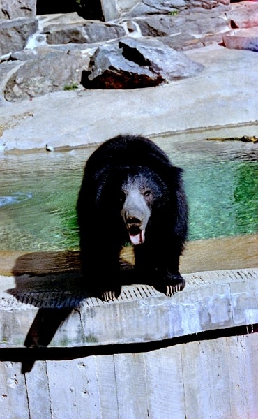 bear-washington.jpg - I just can' bear it.
