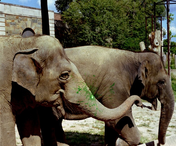 elephants-washington.jpg - I think these guys need a bath.