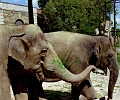 elephants-washington