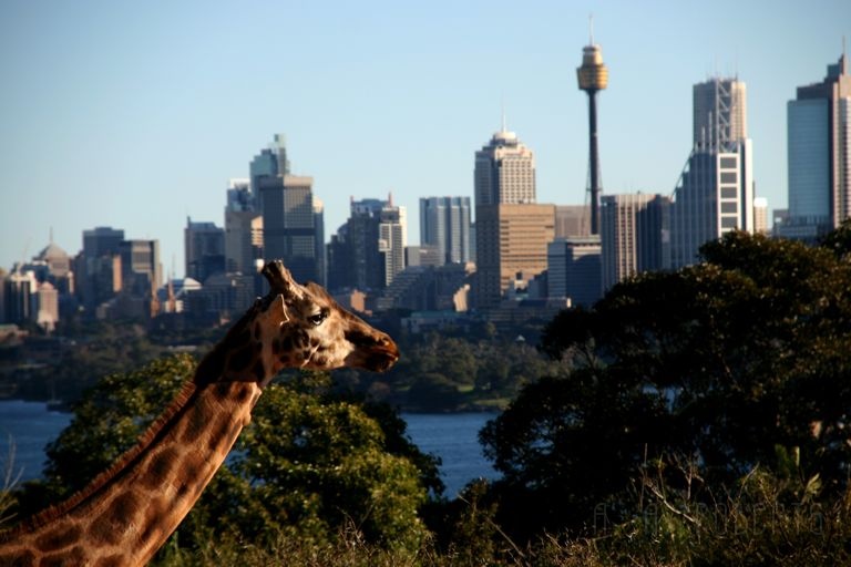 IMG_2271.jpg - Bet you've never seen Sydney like this before!