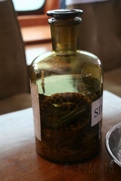 ys40.jpg - Anyone for snake wine!  It tasted like tequila with a full bodied smokly flavor followed by distinct notes of reptile.