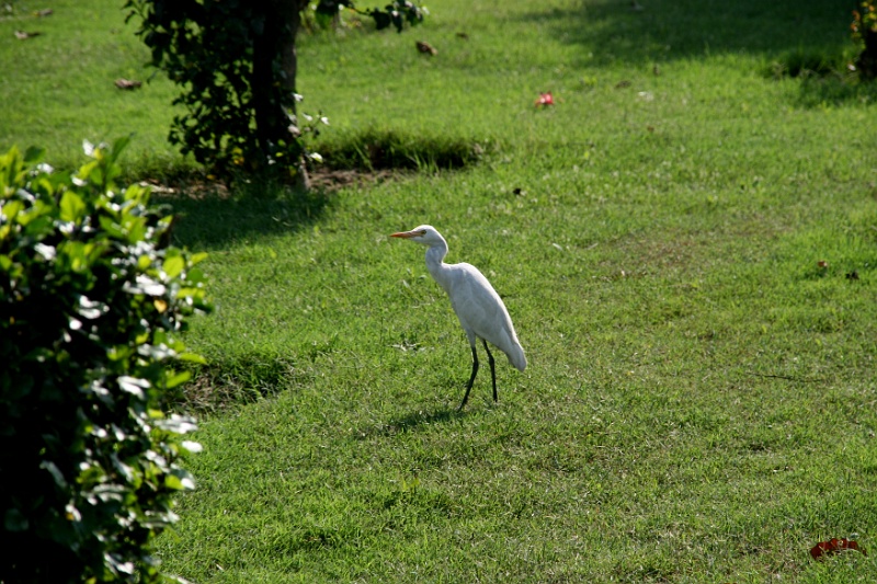 IMG_6040.JPG - Which was popular with the egrets too.