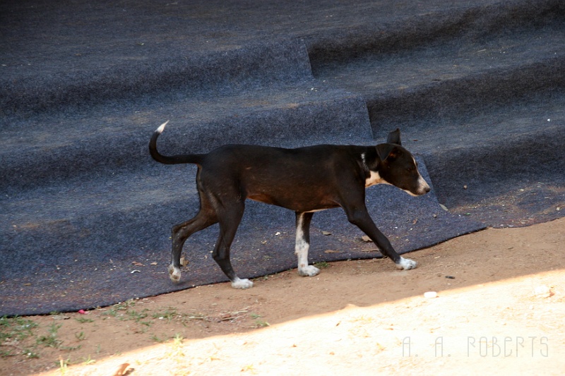 IMG_4799.JPG - This is a local street dog.  They all have a very similar confirmation and like to hang out downtown.