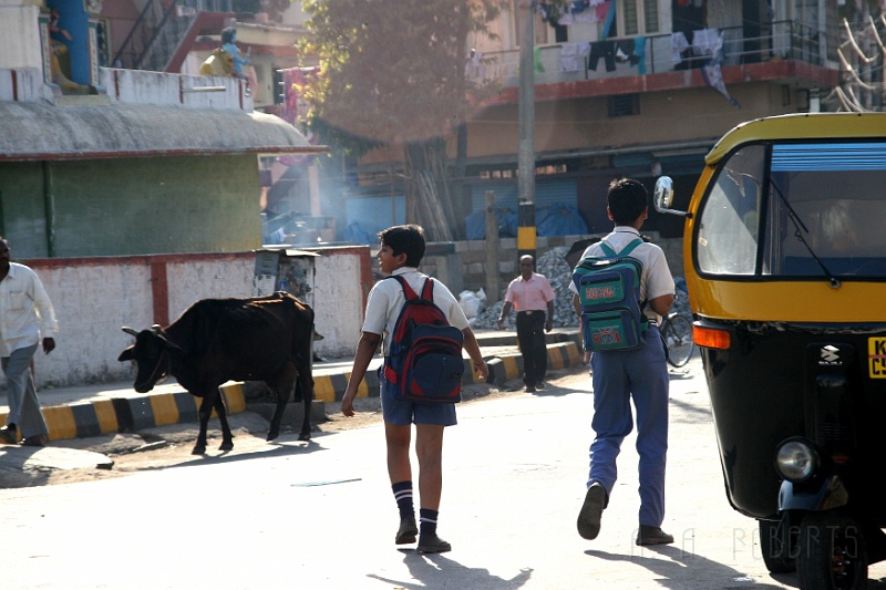 IMG_4913.JPG - The cow's probably thinking, "I'm sure glad that kid ain't toting a leather backpack."