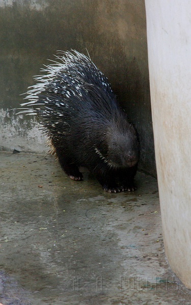 IMG_5451.JPG - "I'm a really big porcupine and I will stick your ass if you come near me"