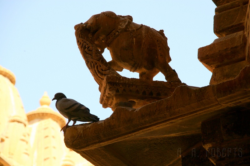 IMG_6144.JPG - This pigeon is not impressed by the mighty elephant behind him.