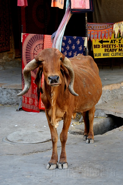 IMG_6146.JPG - It was really hot in Jaisalmer.  How hot was it?  Look what the heat did to this cow's horns!