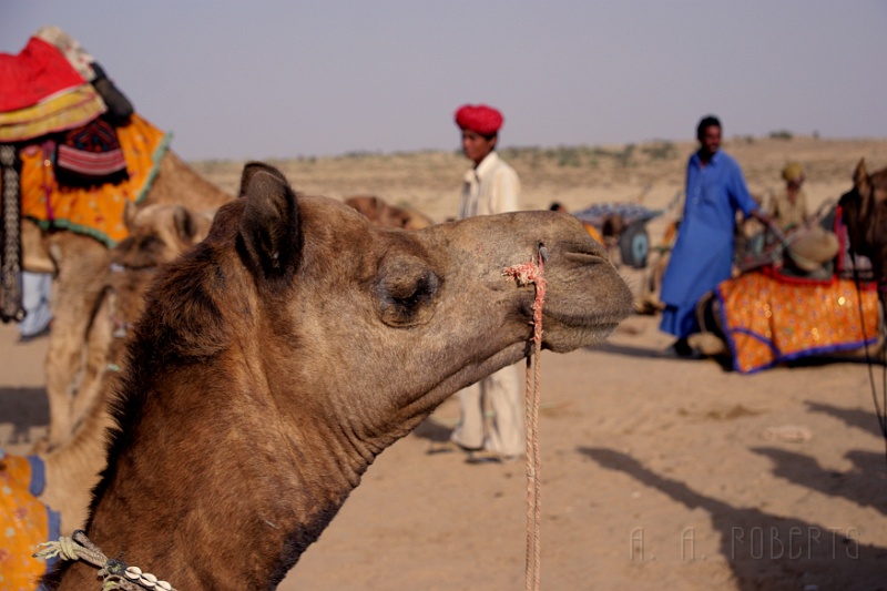 IMG_6379.JPG - My camel's name was Jaypee.  My wife's camel's name was Leloo.