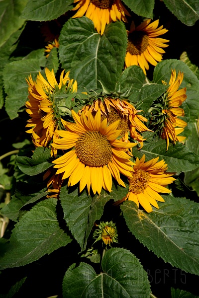 IMG_6570.JPG - Sunflowers!  How appropriate!