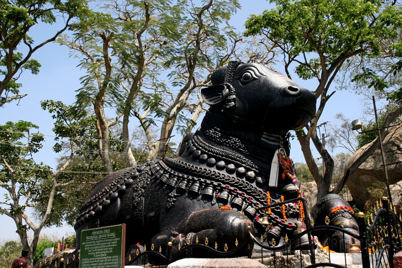 IMG_5629.JPG - Nandi is one of the Vehicles of Shiva the Destroyer...