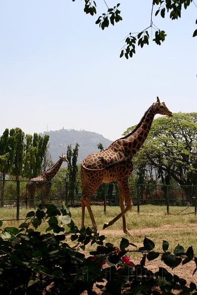 IMG_5640.JPG - I can't resist snapping the giraffes.  They are such a majestic, graceful serene animal.