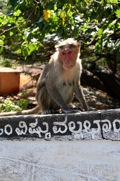 IMG_5088.JPG - Okey... more monkey shots.  I love the monkys!